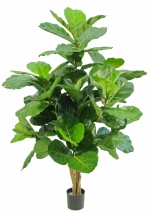 Ficus lyrata (Tabaksplant)  170 cm
